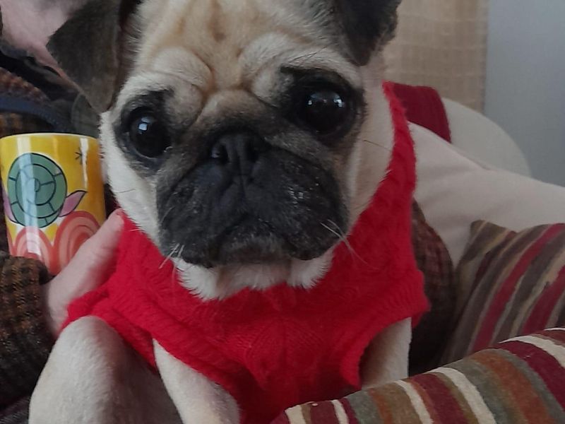 Pug for adoption in Manchester, Greater Manchester – 6 years old - Image 2 of 3