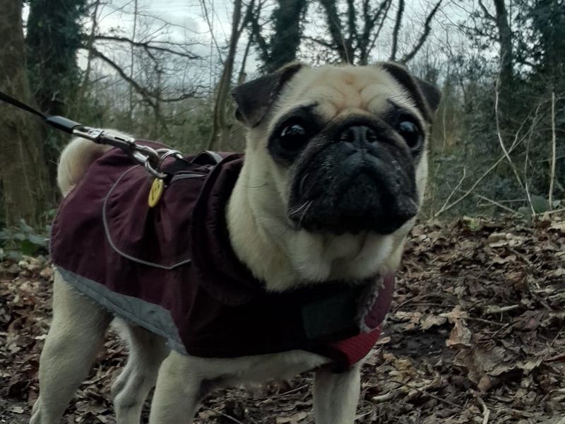 Pug for adoption in Manchester, Greater Manchester – 6 years old