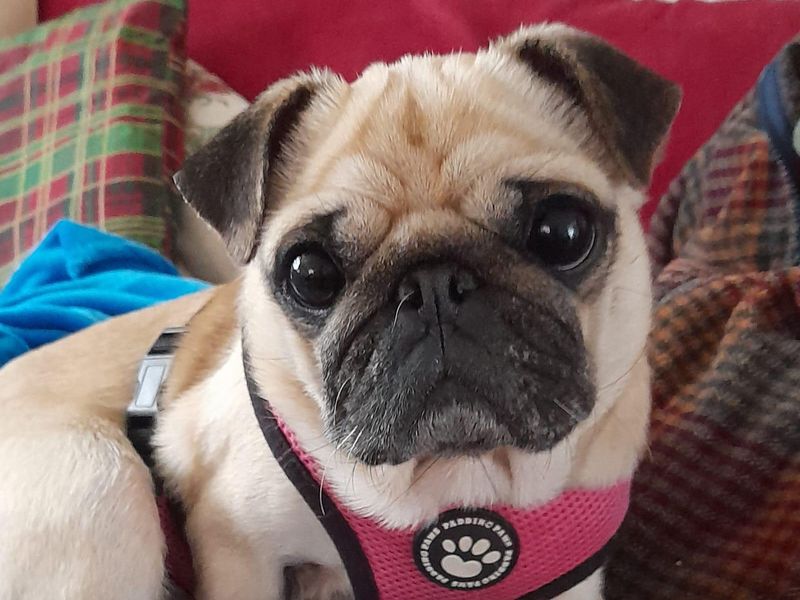 Pug for adoption in Manchester, Greater Manchester – 6 years old - Image 3 of 3