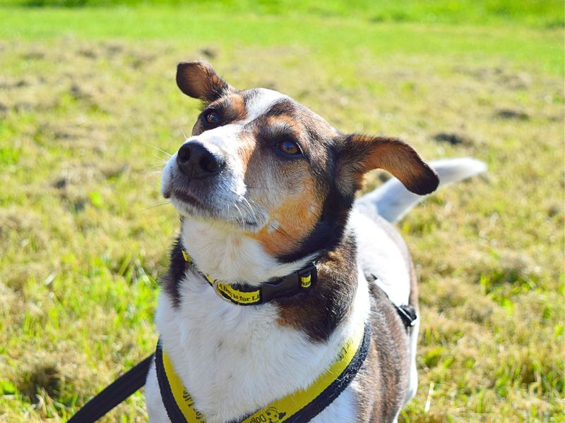 Jack Russell Terrier for adoption in Uxbridge, London – 9 years old - Image 2 of 5