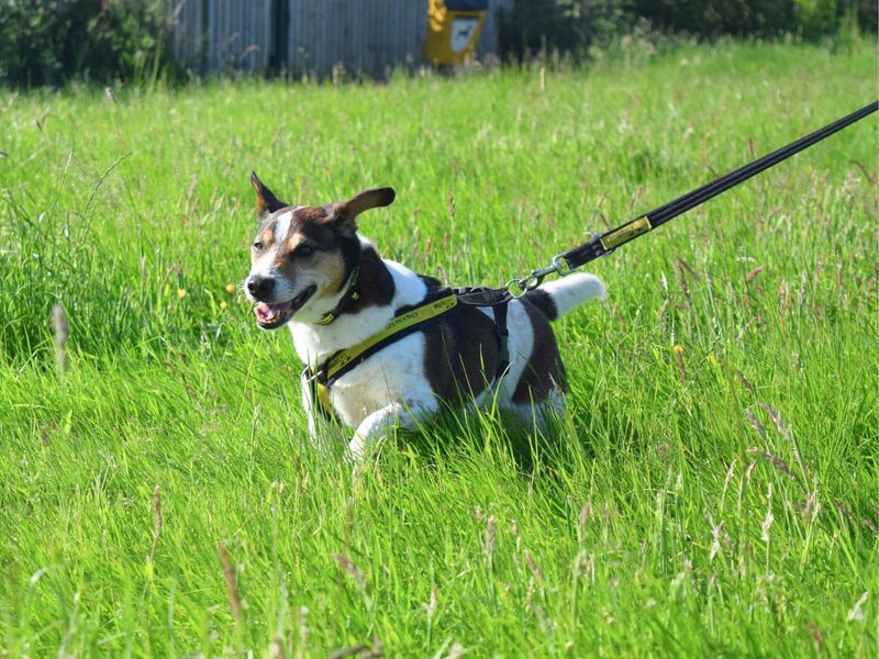 Jack Russell Terrier for adoption in Uxbridge, London – 9 years old - Image 4 of 5