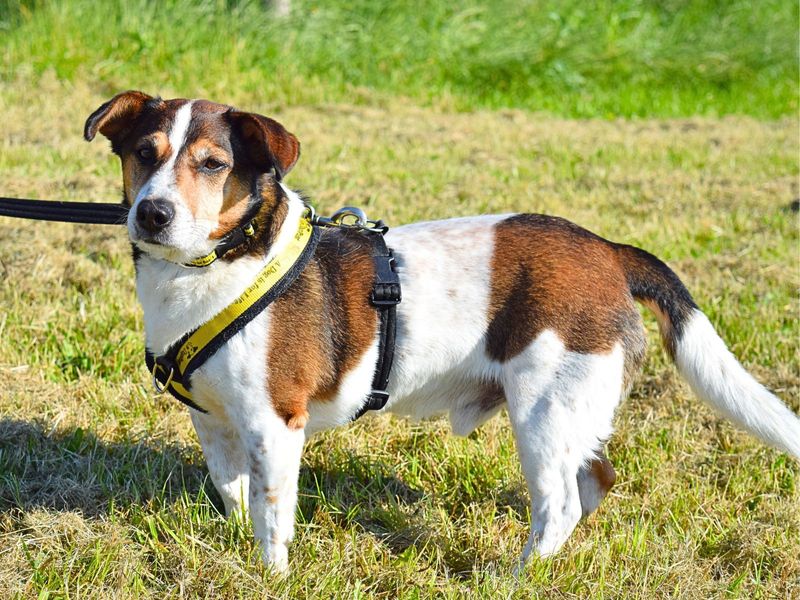 Jack Russell Terrier for adoption in Uxbridge, London – 9 years old - Image 5 of 5