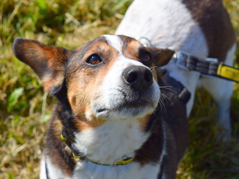 Jack Russell Terrier for adoption in Uxbridge, London – 9 years old - Image 3 of 5