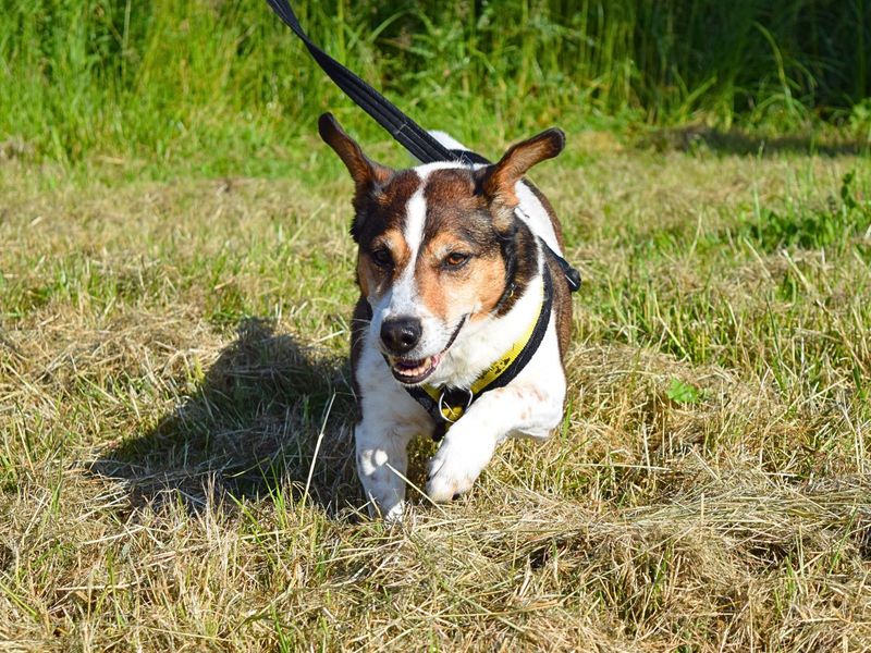 Jack Russell Terrier for adoption in Uxbridge, London – 9 years old - Image 1 of 5