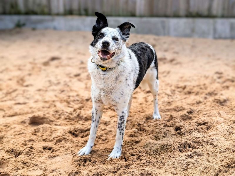 Border Collie for adoption in Cardiff, Glamorgan – 10 years old - Image 5 of 6