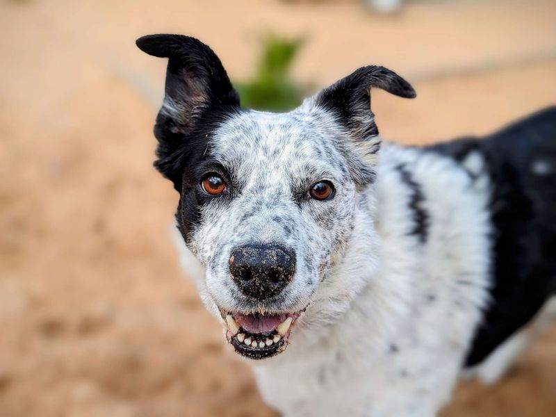 Border Collie for adoption in Cardiff, Glamorgan – 10 years old - Image 2 of 6