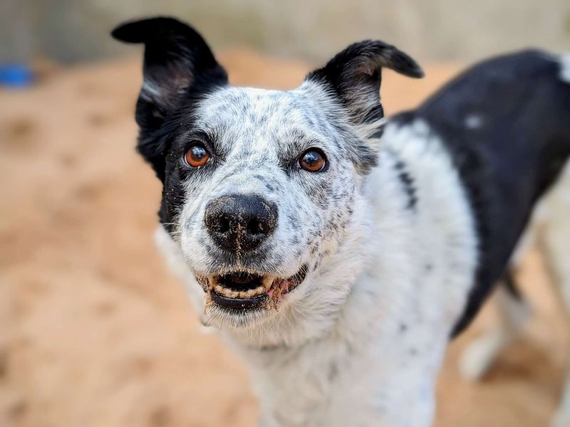 Border Collie for adoption in Cardiff, Glamorgan – 10 years old - Image 6 of 6