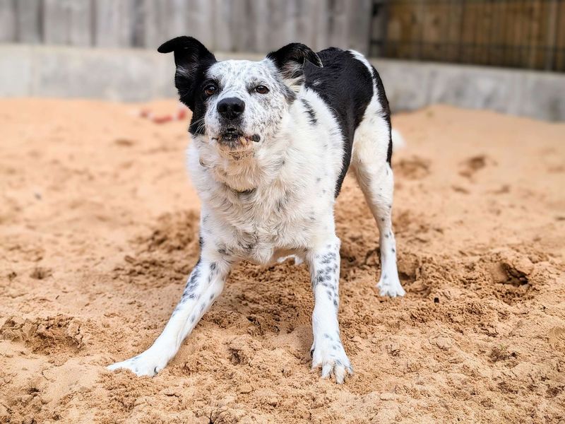 Daly | Collie (Border) | Cardiff - 1