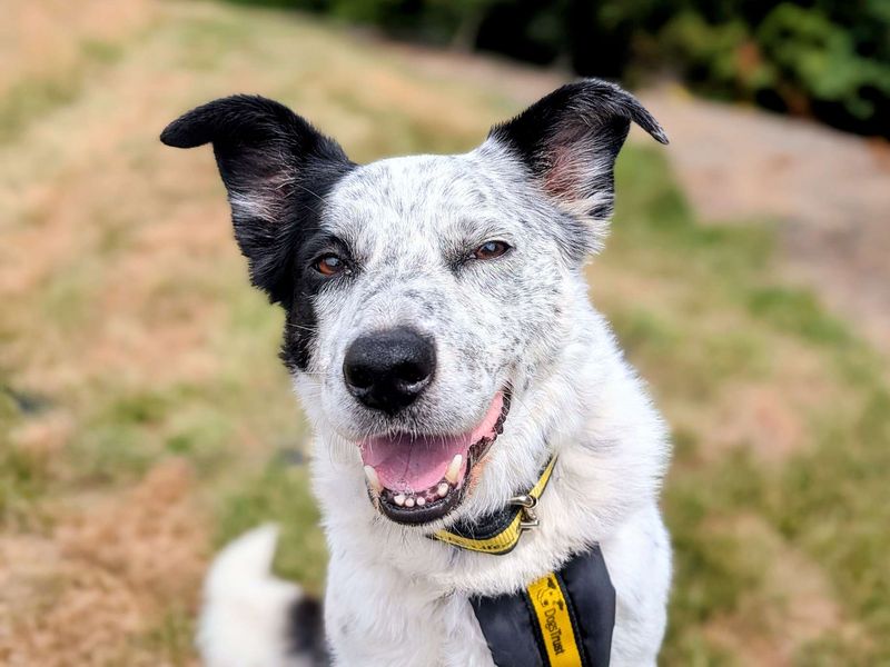 Daly | Collie (Border) | Cardiff - 1