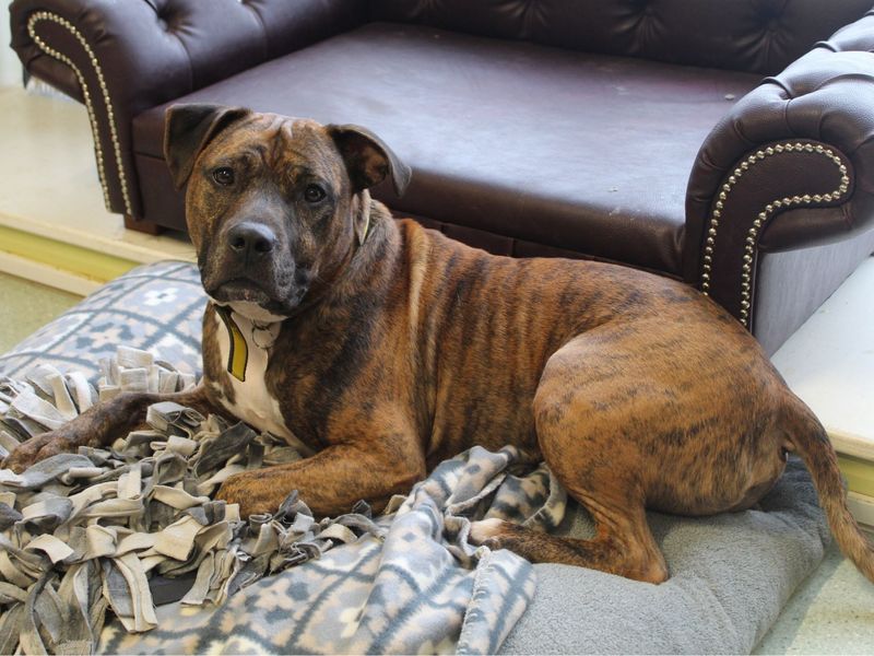 Chester | Terrier (Staffordshire Bull) | Snetterton (Norfolk) - 1
