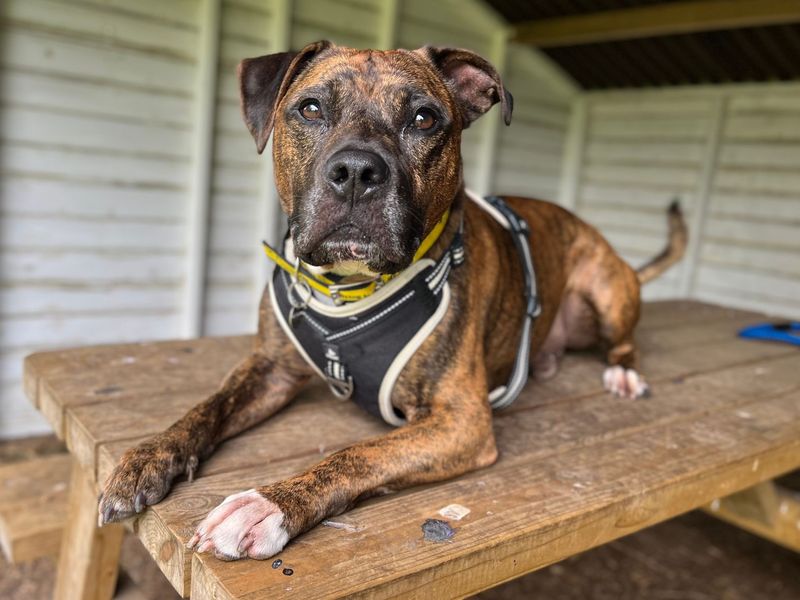 Chester | Terrier (Staffordshire Bull) | Snetterton (Norfolk) - 1