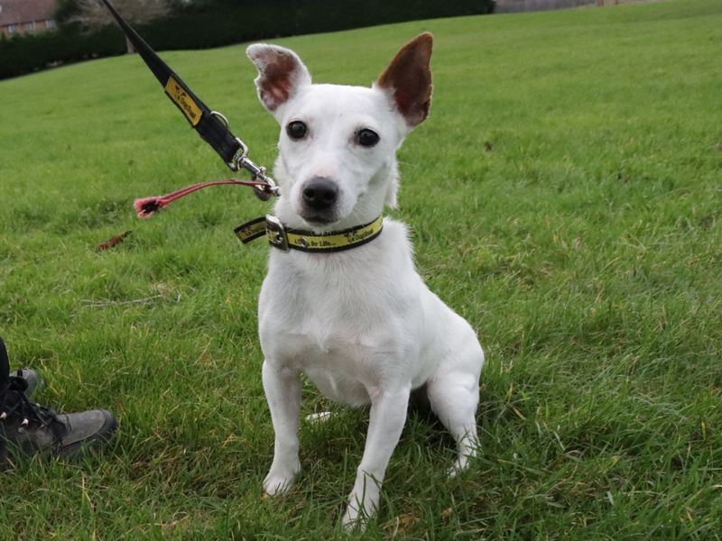 Dot for sale in Evesham, Worcestershire | Image 2