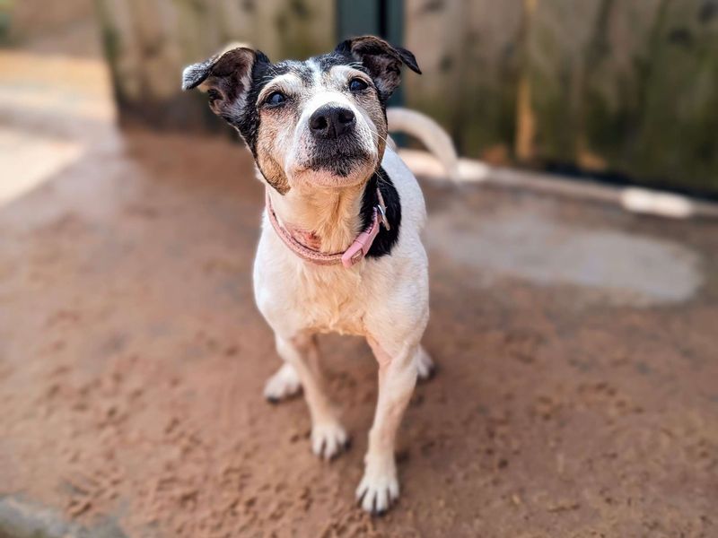 Jack Russell Terrier for adoption in Cardiff, Glamorgan – 13 years old - Image 4 of 4