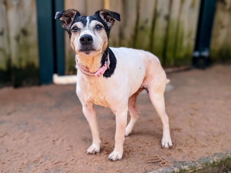 Jack Russell Terrier for adoption in Cardiff, Glamorgan – 13 years old - Image 3 of 4