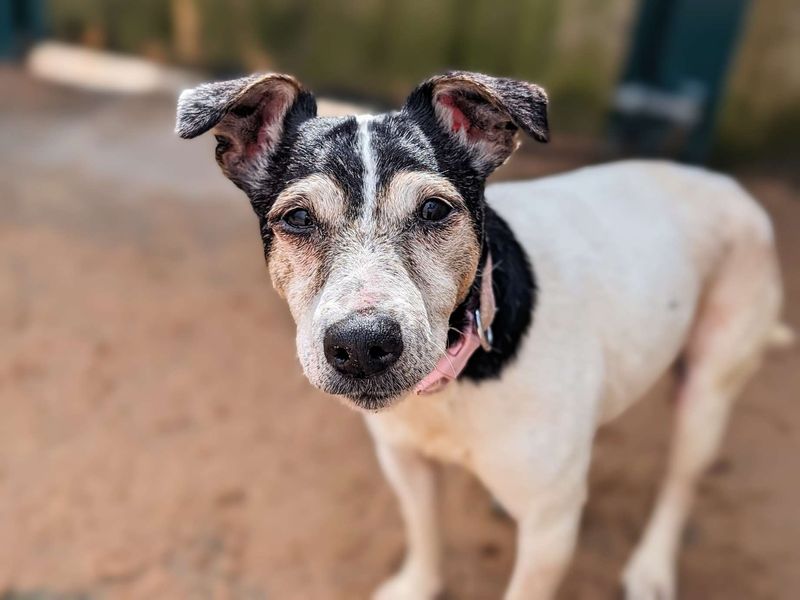 Jack Russell Terrier for adoption in Cardiff, Glamorgan – 13 years old - Image 2 of 4