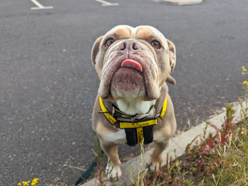 English Bulldog for adoption in Cardiff – 4 years old - Image 4 of 5