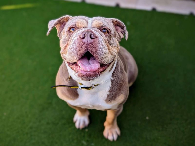 English Bulldog for adoption in Cardiff – 4 years old - Image 5 of 5