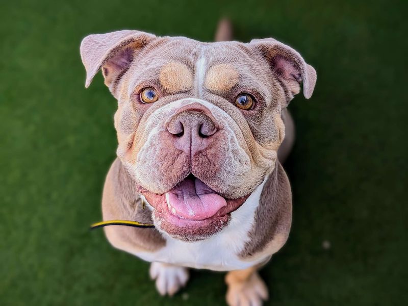 English Bulldog for adoption in Cardiff – 4 years old - Image 3 of 5