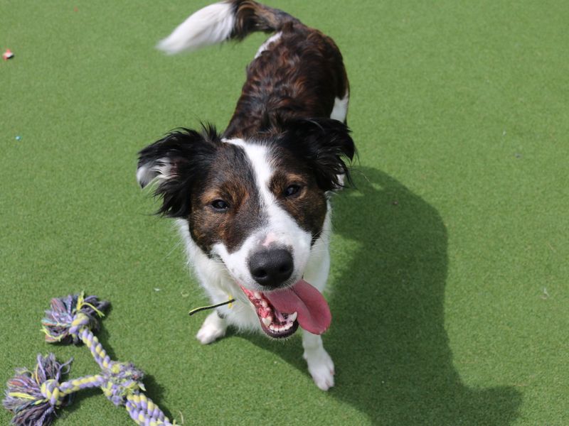 Rosie for sale in Glasgow, Scotland