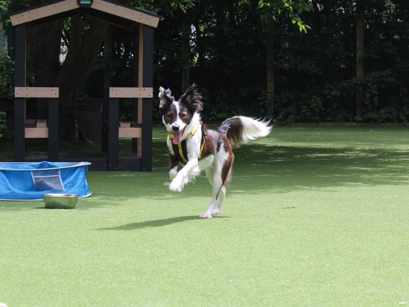 Rosie | Collie (Rough) Cross | Glasgow - 1