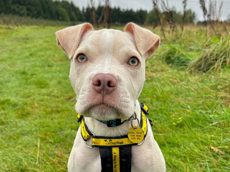 Staffordshire Bull Terrier for adoption in Leeds, Yorkshire – 1 year old - Image 1 of 1