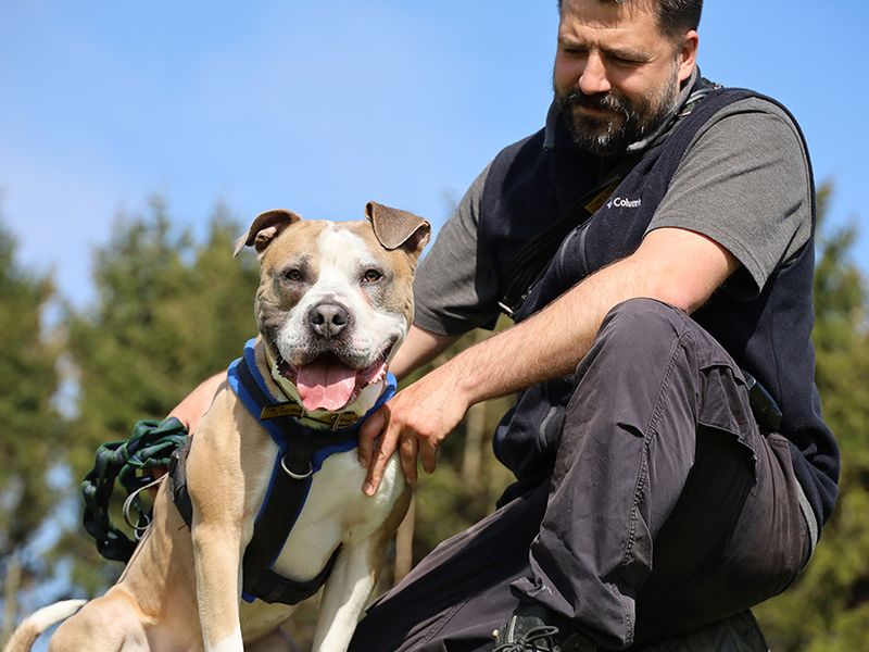 undefined | Terrier (Staffordshire Bull) Cross | undefined - 4
