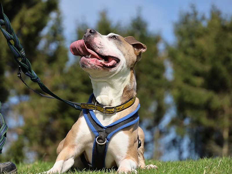 undefined | Terrier (Staffordshire Bull) Cross | undefined - 6