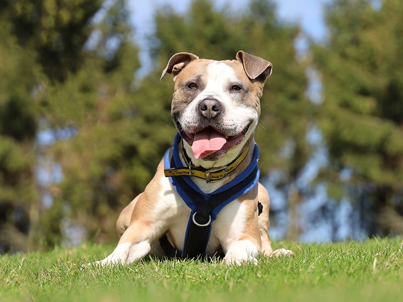 undefined | Terrier (Staffordshire Bull) Cross | undefined - 5