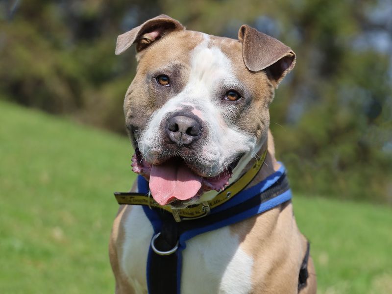 Buster | Terrier (Staffordshire Bull) Cross | Leeds - 1