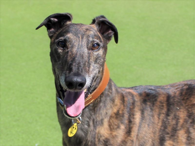 Greyhound for adoption in Evesham, Worcestershire – 5 years old - Image 2 of 5