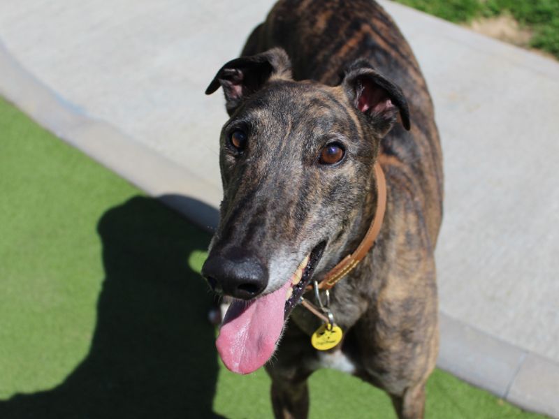 Greyhound for adoption in Evesham, Worcestershire – 5 years old - Image 4 of 5