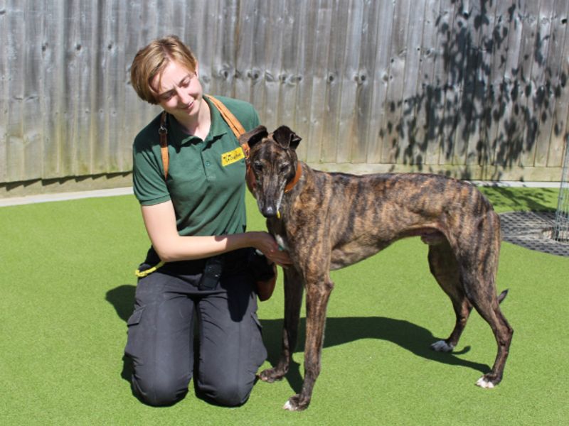 Greyhound for adoption in Evesham, Worcestershire – 5 years old - Image 5 of 5