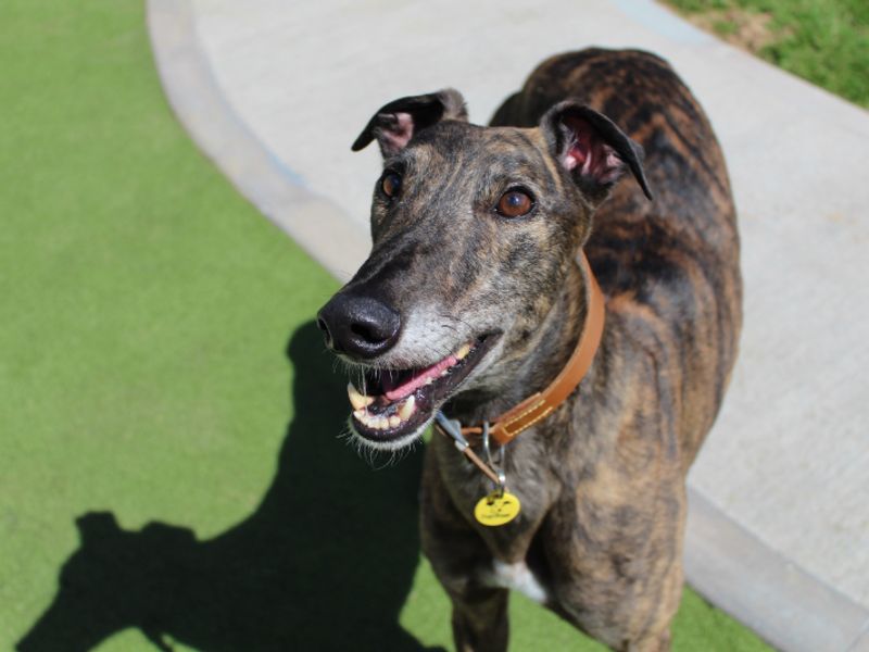 Greyhound for adoption in Evesham, Worcestershire – 5 years old - Image 1 of 5