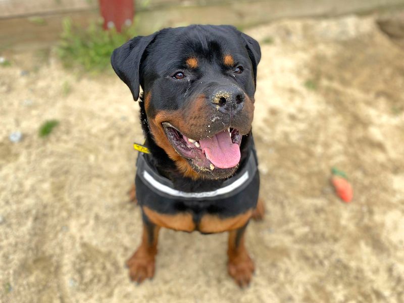 undefined | Rottweiler | undefined - 7