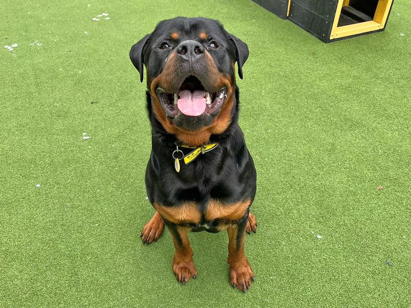 Rottweiler for adoption in Chestfield, Kent – 2 years old
