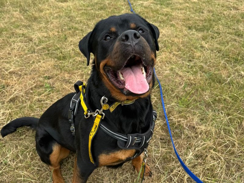 Branston | Rottweiler | Canterbury - 1
