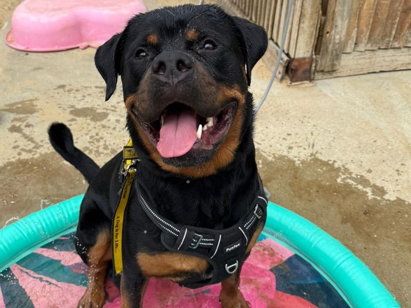 undefined | Rottweiler | undefined - 4