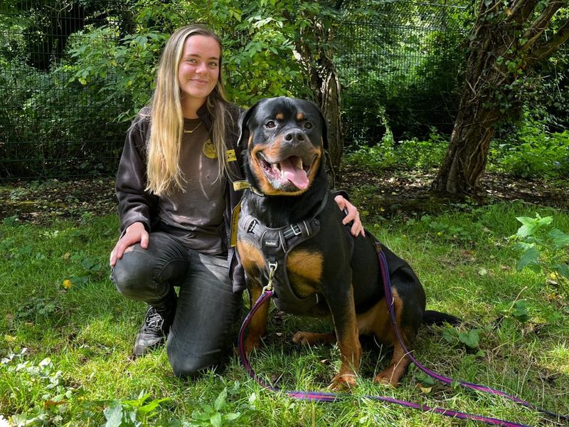 undefined | Rottweiler | undefined - 6