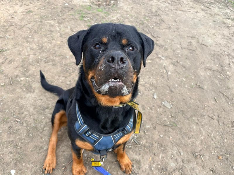 undefined | Rottweiler | undefined - 5