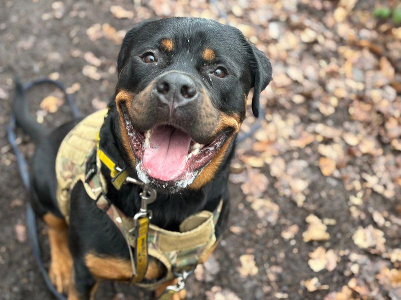 undefined | Rottweiler | undefined - 2