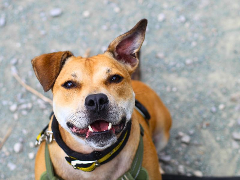 Staffordshire Bull Terrier for adoption in Manchester – 6 years old - Image 9 of 10