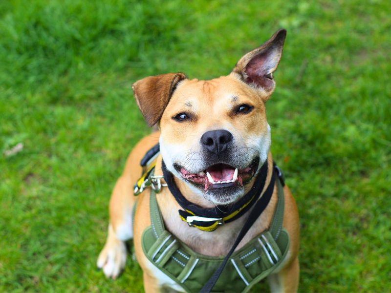Staffordshire Bull Terrier for adoption in Manchester – 6 years old - Image 7 of 10