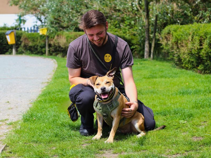 Staffordshire Bull Terrier for adoption in Manchester – 6 years old - Image 5 of 10