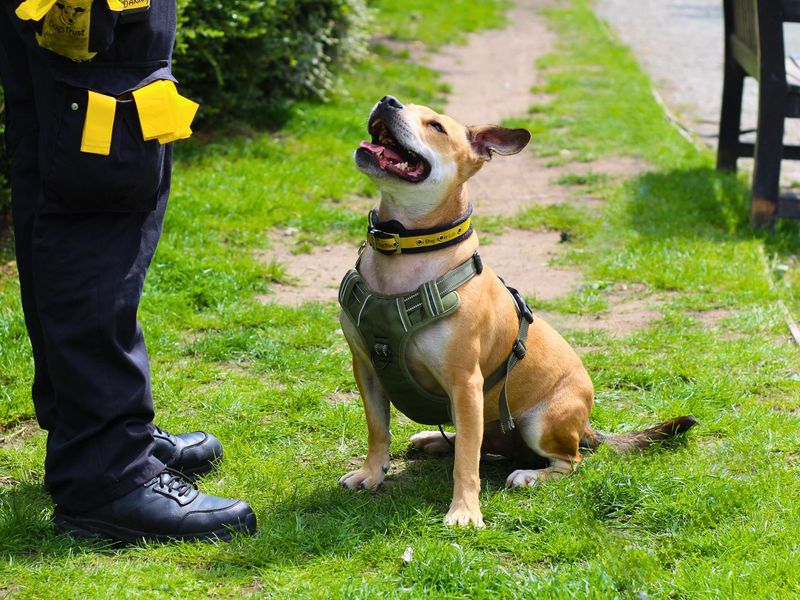 Staffordshire Bull Terrier for adoption in Manchester – 6 years old - Image 2 of 10