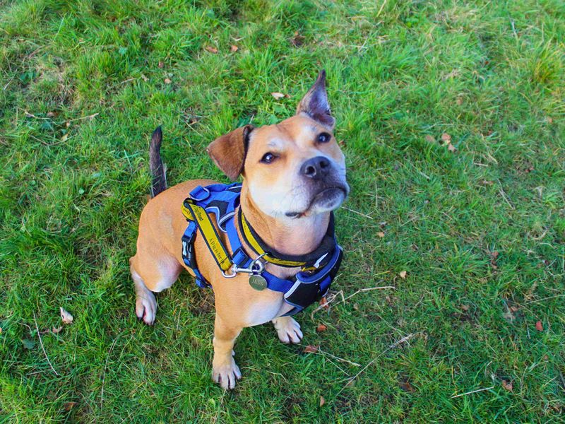 Staffordshire Bull Terrier for adoption in Manchester – 6 years old - Image 6 of 10