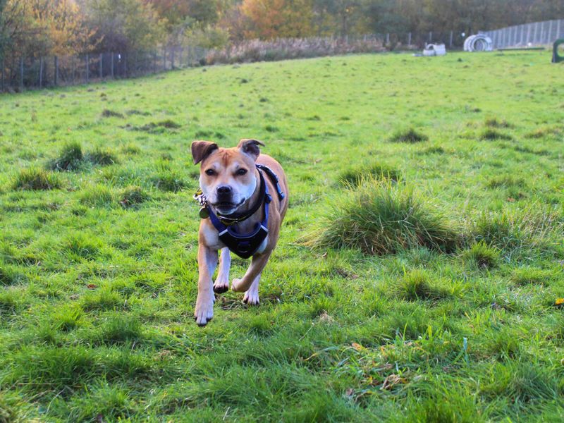 Staffordshire Bull Terrier for adoption in Manchester – 6 years old - Image 3 of 10