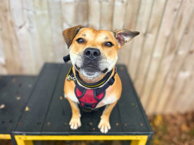Jess | Terrier (Staffordshire Bull) | Manchester - 1