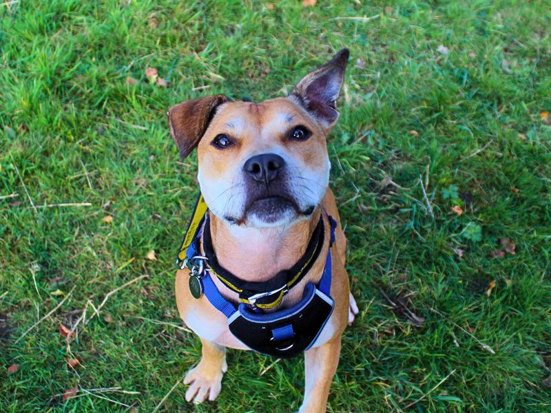 Staffordshire Bull Terrier for adoption in Manchester, Greater Manchester – 6 years old