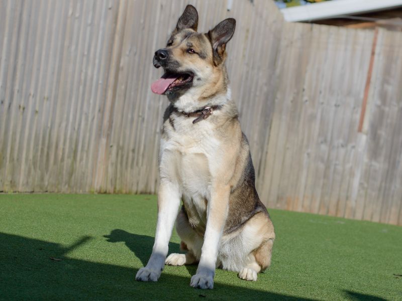 German Shepherd for adoption in Kenilworth, Warwickshire – 5 years old - Image 4 of 4