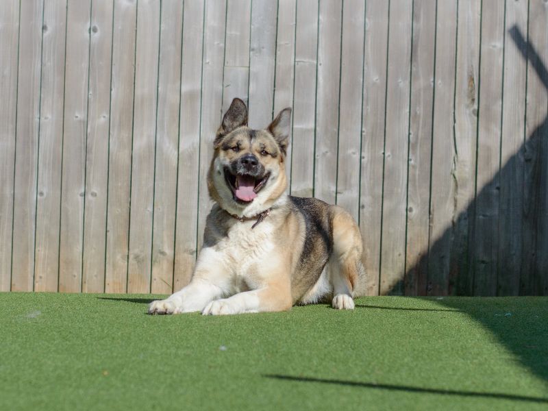 German Shepherd for adoption in Kenilworth, Warwickshire – 5 years old - Image 2 of 4